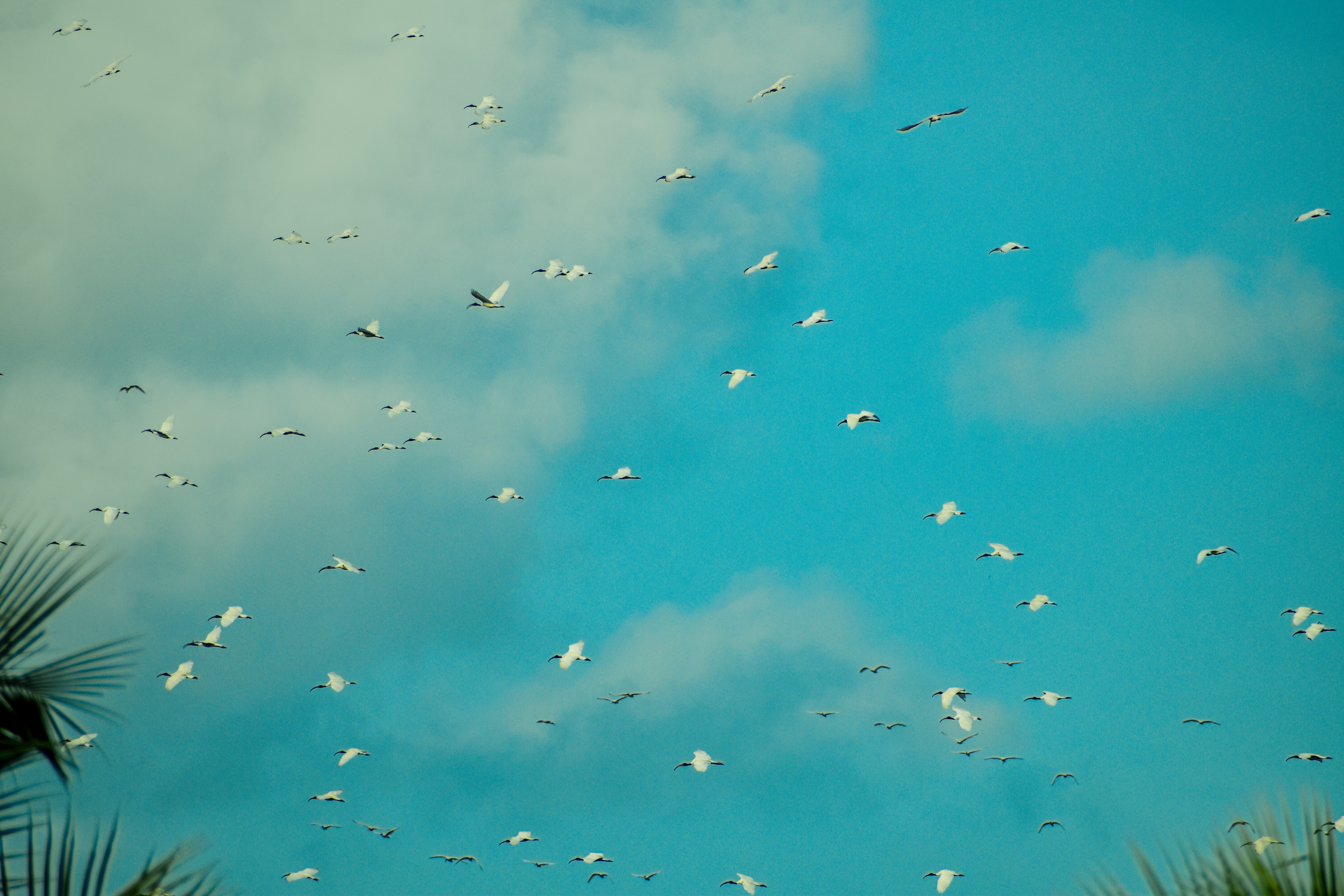 flock of birds flying under blue sky during daytime